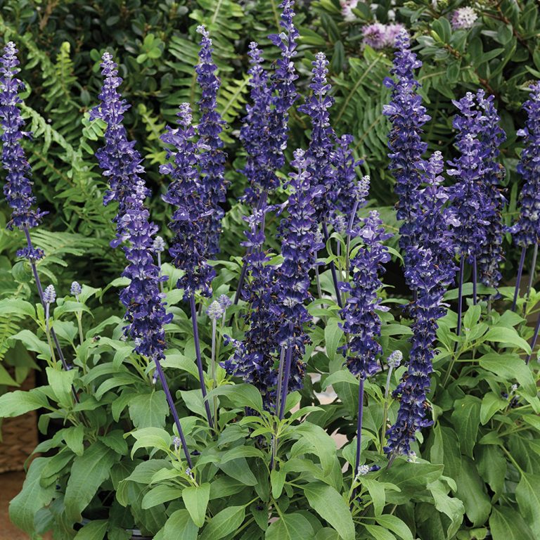 Salvia Velocity Blue | SIX ASHES NURSERIES