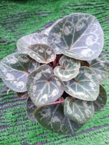 winter hardy cyclamen