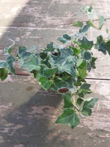 variegated ivy plants