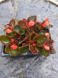 6 x bedding begonias all red