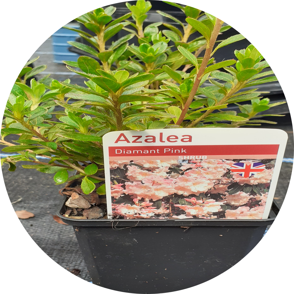 Azalea Diamant Pink SIX ASHES NURSERIES azalea-diamant-pink-six-ashes-nurseries
