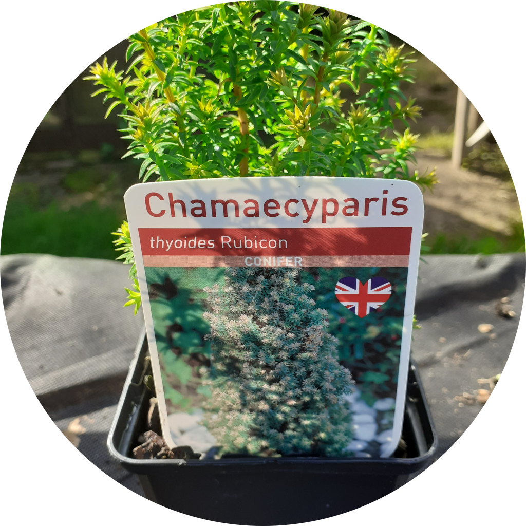 cjamaecyparis-thyoides-rubicon-six-ashes-nurseries