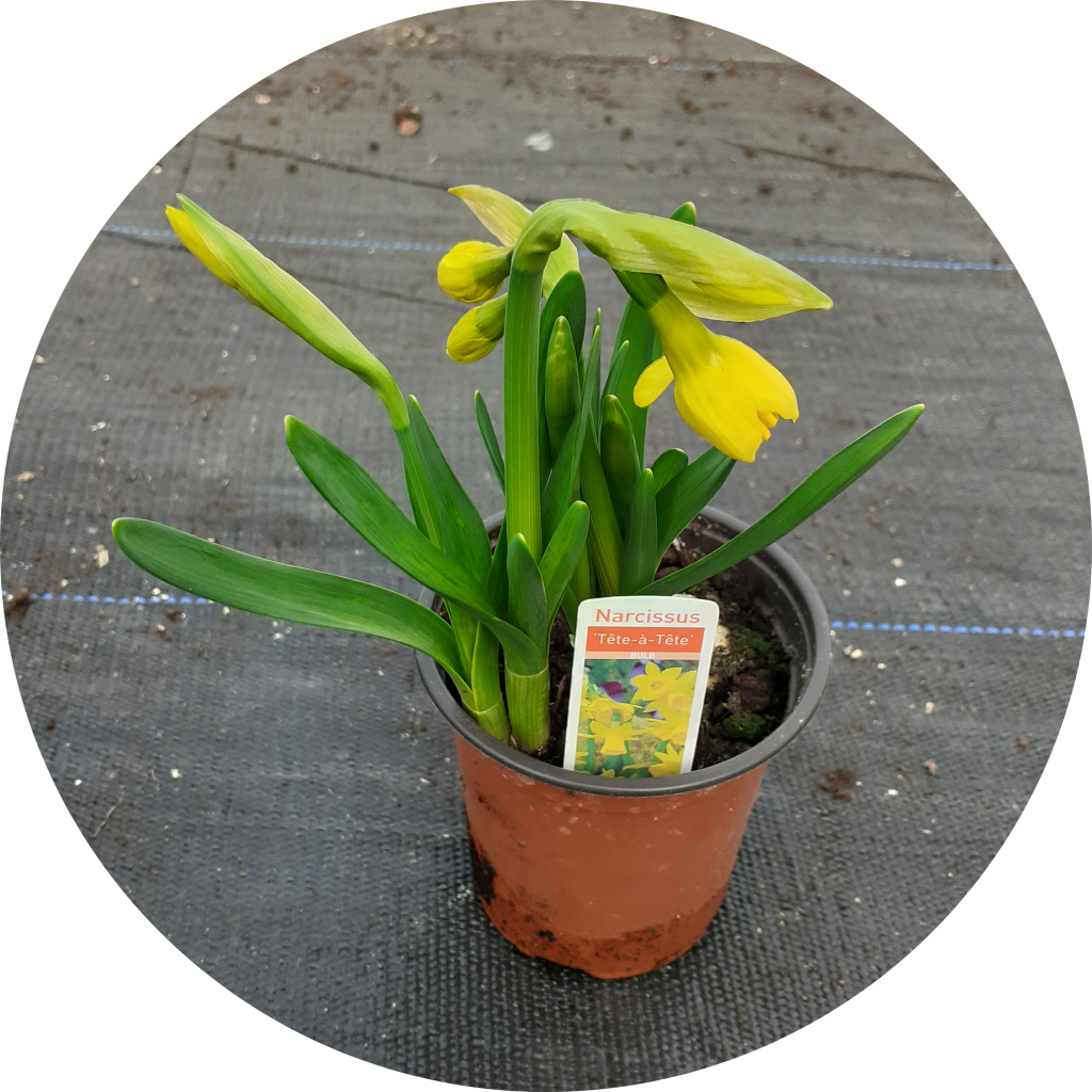 Narcissus Tete a Tete SIX ASHES NURSERIES