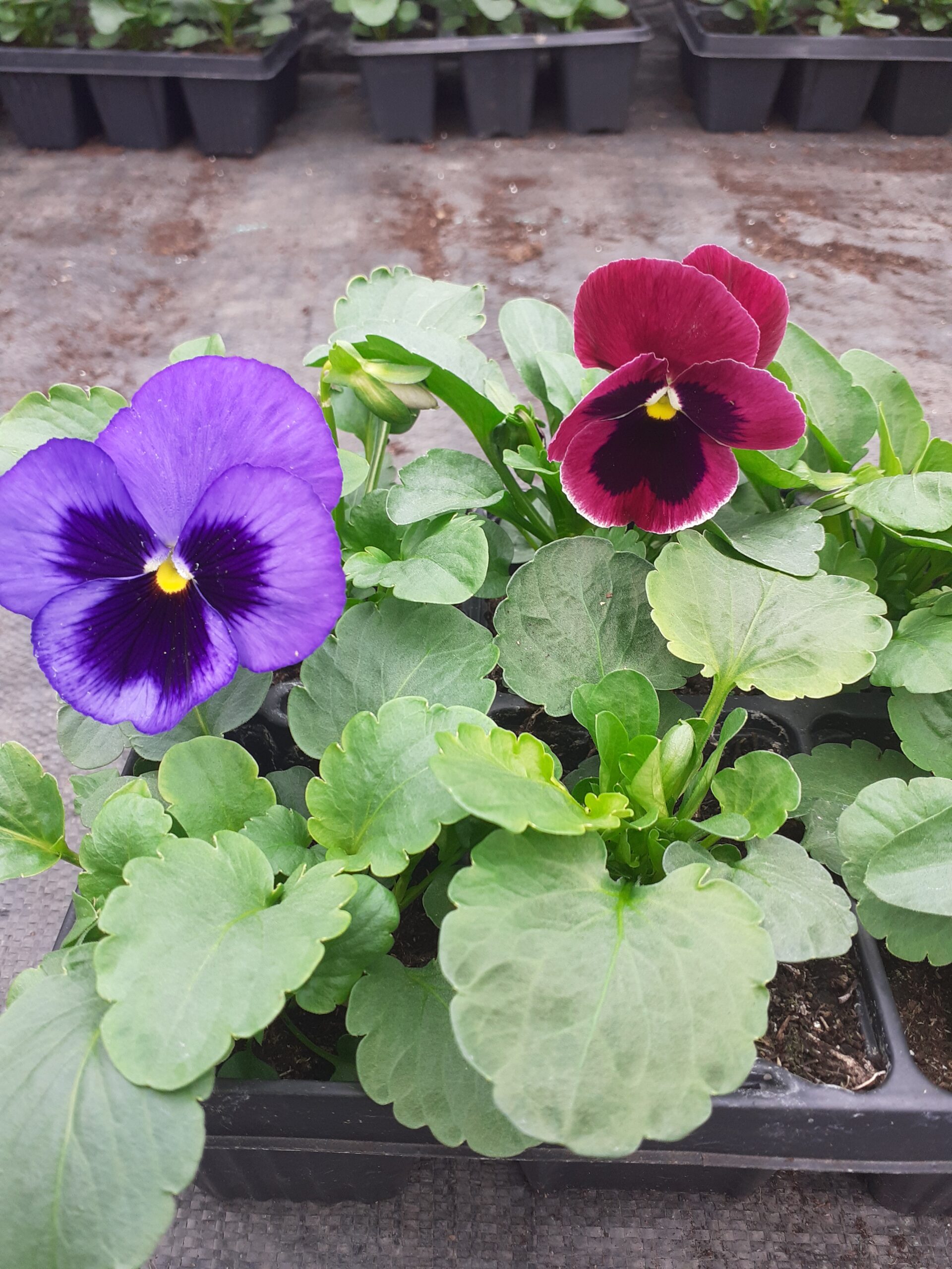 6 x winter flowering pansies mixed colours SIX ASHES NURSERIES