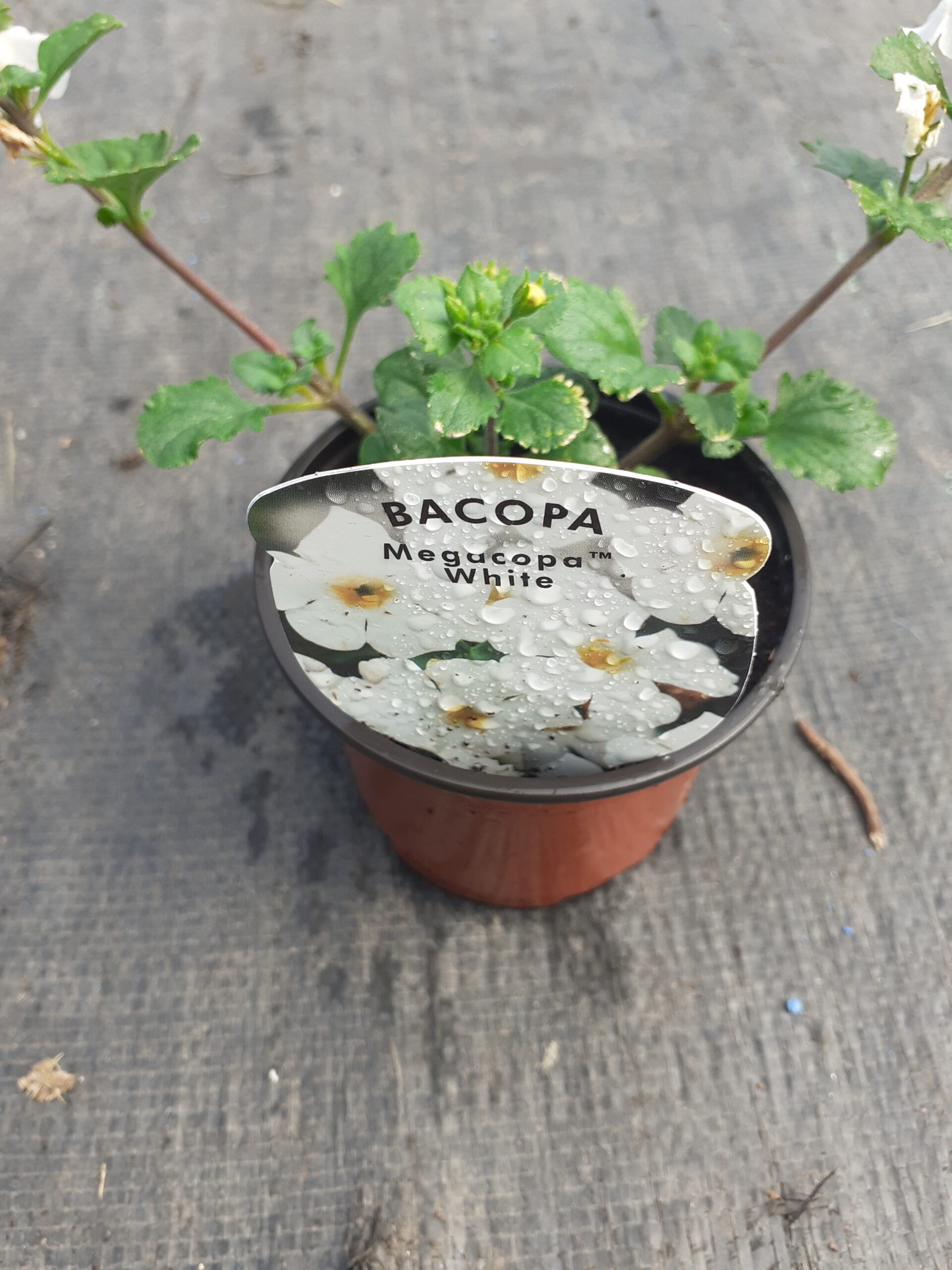 Bacope Megacopa White | SIX ASHES NURSERIES