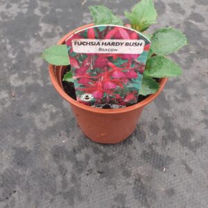 Fuchsia Hardy  Bush  Beacon