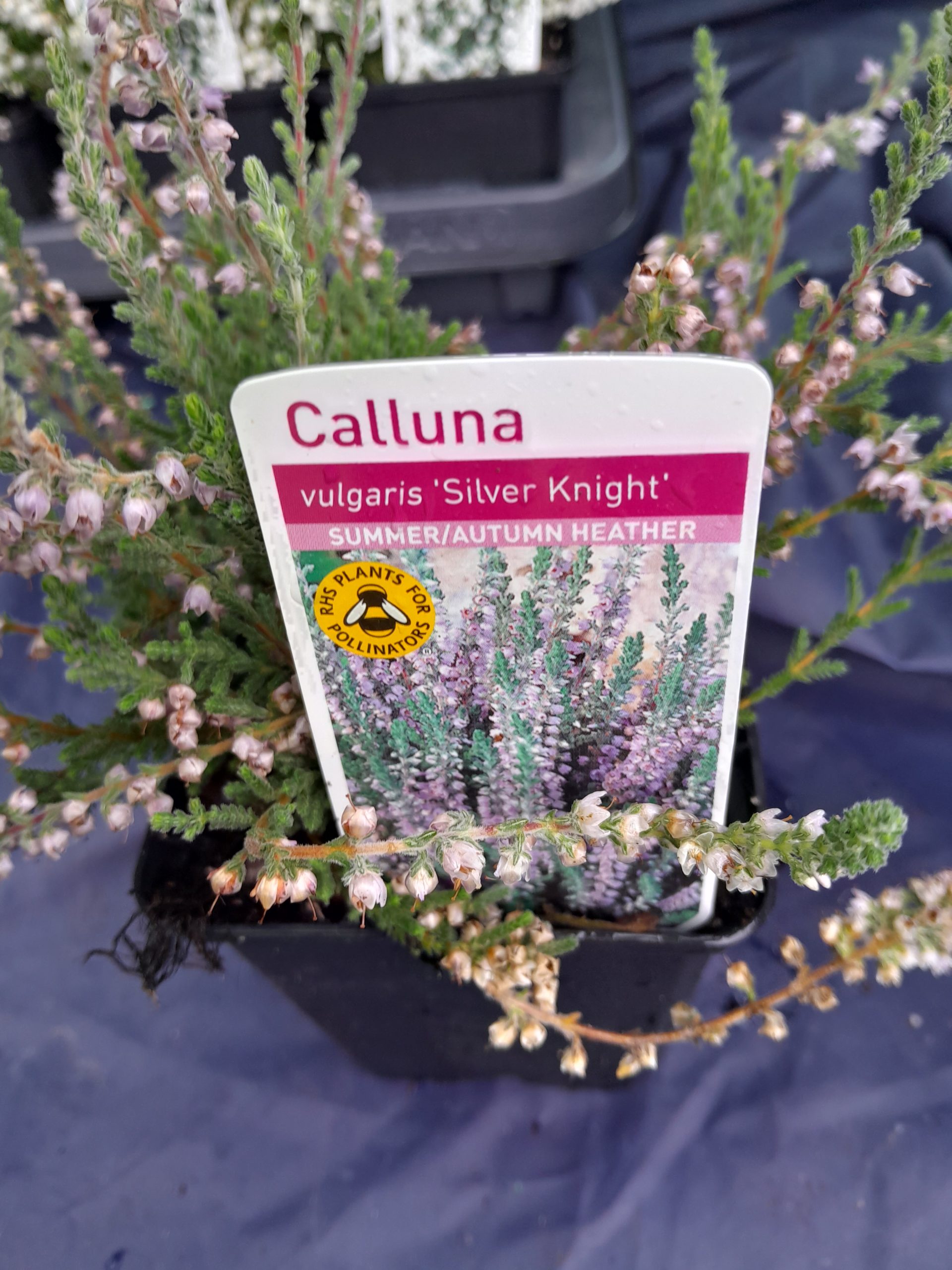 Calluna vulgaris silver Knight | SIX ASHES NURSERIES