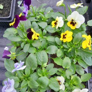6 x winter flowering violas  mixed