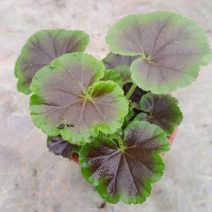 3 x Geranium F1