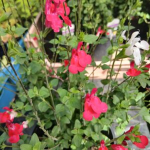 salvia hot lips