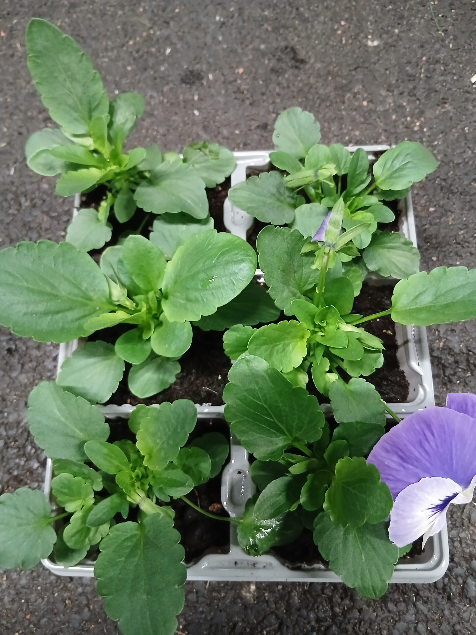 6 x Pansy Winter Flowering Mix - Image 1