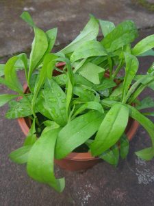 Wallflower Dwarf Bedder Mix Plants