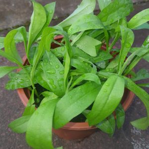 Wallflower Dwarf Bedder Mix Plants
