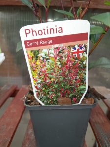 Photinia Carre Rouge