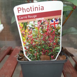 Photinia Carre Rouge