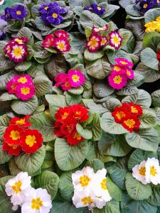 winter flowering primroses