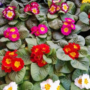 winter flowering primroses