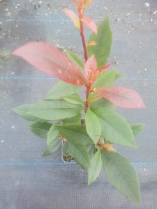 Photinia Carre Rouge