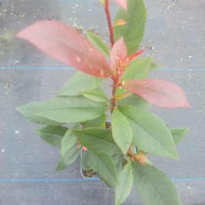 Photinia Carre Rouge