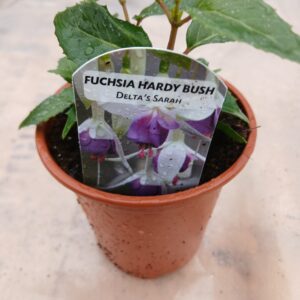 Fuchsia Hardy Bush Delta  Sarah