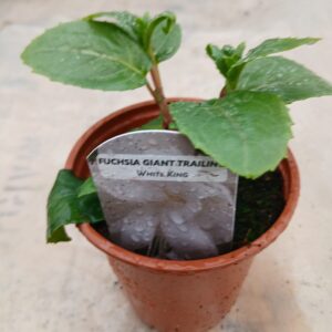 Fuchsia Giant Trailing White King