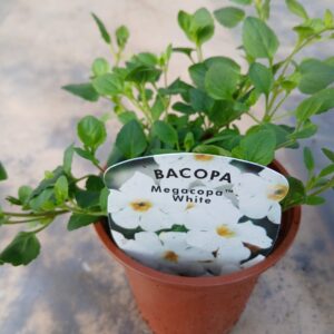 Trailing Bacopa Megacopa White
