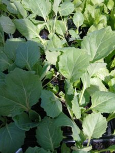 12 cabbage golden ace plugs