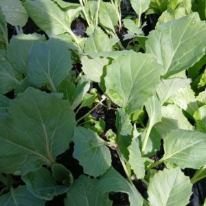 12 cabbage golden ace plugs