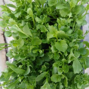 6 x Tailing Mixed  lobelia