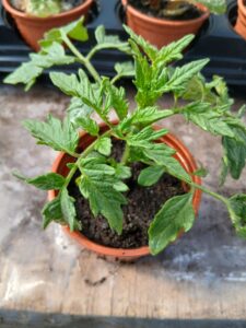 money maker tomato plants