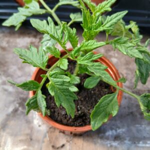 money maker tomato plants