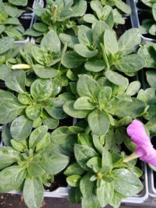 6 x bedding petunias