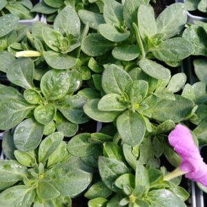 6 x bedding petunias